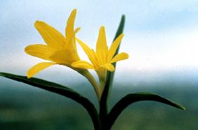 Autumn Crocus (Colchicum luteum) (photo) 