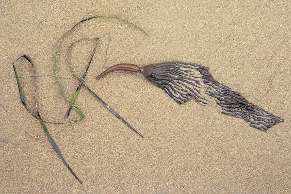 Bird like kelp formation portuguese men at war with grass at low tide, Porbandar (photo)  od 