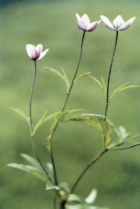 Brook Anemone (Anemone rivularis Buch Ham) (photo) 