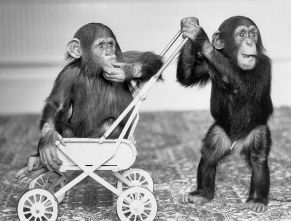 Chimpanzees Jambo and William at Twycross zoo, England od 