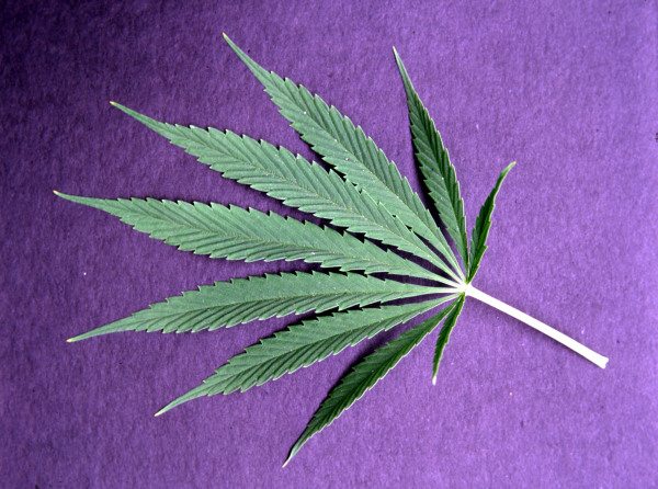 Cannabis (Cannabis sativa) / Photo od 