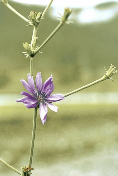 Chicory, Succory (Cichorium intybus) (photo)  od 