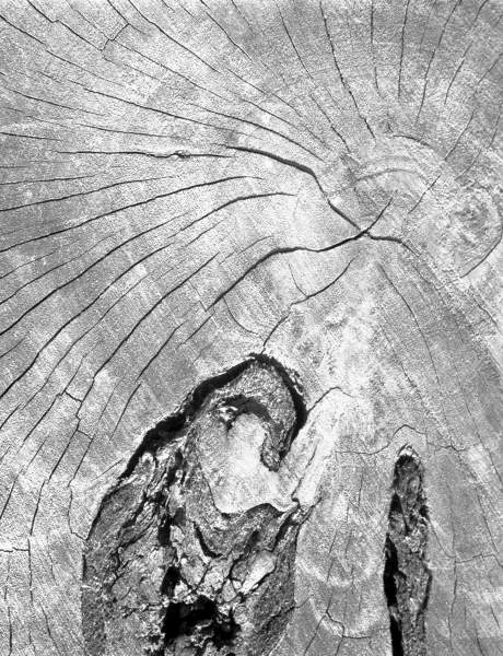 Close up of tree trunk (b/w photo)  od 