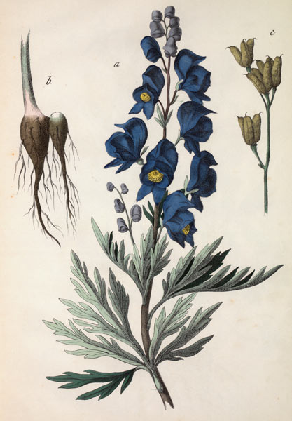 Common Monkshood / Hochstetter od 