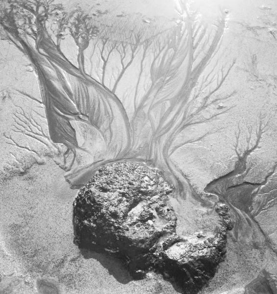 Creepers and rock on sand, Porbandar (b/w photo)  od 