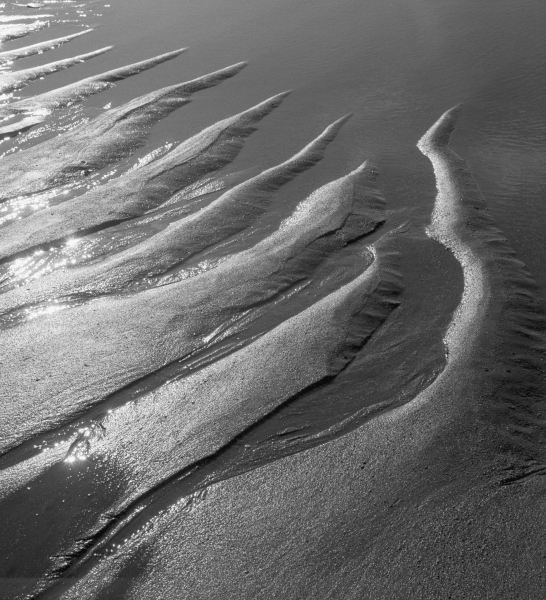 Creepers designs and pebble on sand, Porbandar (b/w photo)  od 