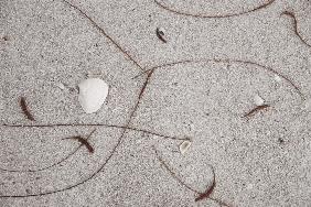 Casuarinas leaves and shell unknown beach (photo) 