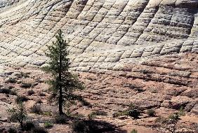 Checker-Board Mesa, Zion National Park (photo) 