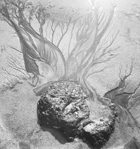 Creepers and rock on sand, Porbandar (b/w photo) 