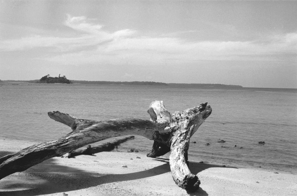 Form of tree trunk at beach (b/w photo)  od 