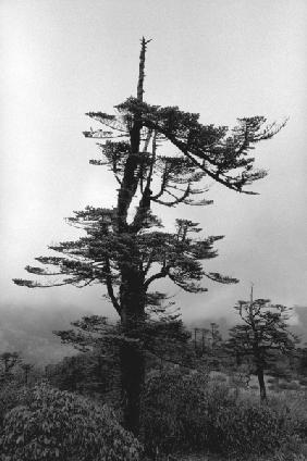 Form of tree (b/w photo) 