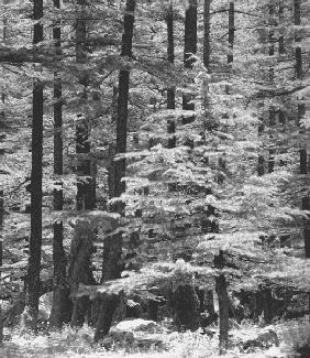 Form of trees (b/w photo) 