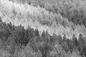 Form of trees (b/w photo) 