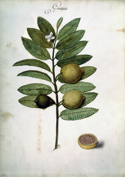 Guava / Ch.Plumier od 