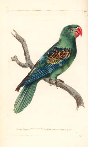 Great-billed parrot