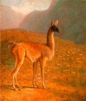 Guanaco ‘