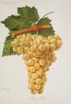 Grapes: Aïn Kelb