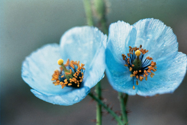 Himalayan Blue Poppy (Meconopsis aculeata) (photo)  od 