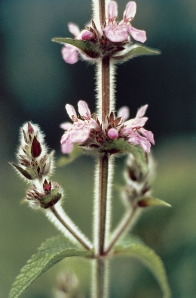 Himalayan Betony (Stachys sericea) (photo)  od 