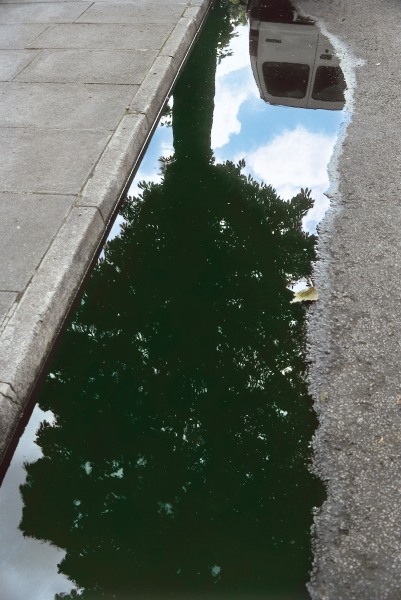 Inverted tree in roadside pool of water (photo)  od 
