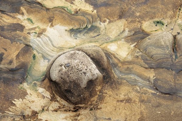 Kelp and colored rock (photo)  od 