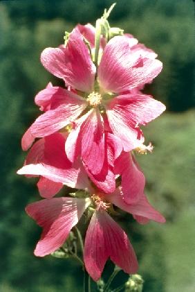 Kashmir Tree Mallow (Lavatera kashmiriana) (photo) 