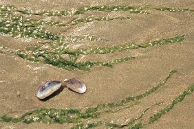 Kelp Enteromorpha intestinalis and shell, Vishakapatnam (photo) 