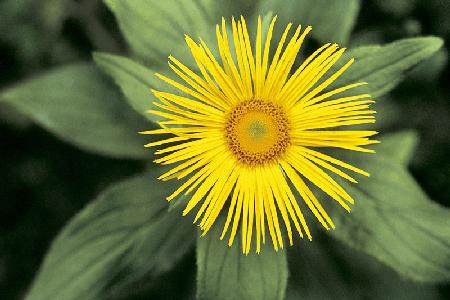 Large-Flowered Inula (Inula grandiflora) (photo) 