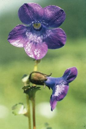 Lobed Cyananthus (Cyananthus lobatus) (photo) 