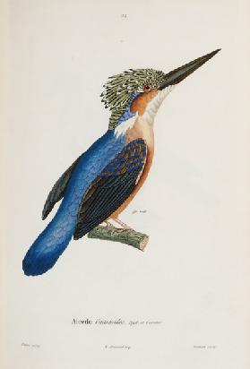 Malagasy Kingfisher