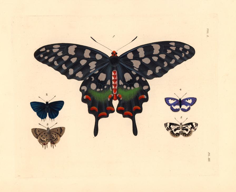Madagascar giant swallowtail od 