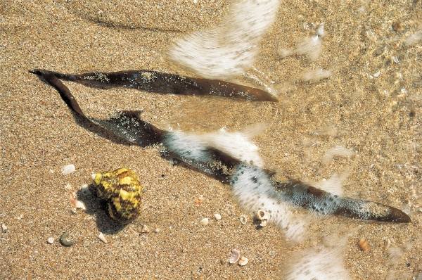 Marine algae and shell, Porbandar (photo)  od 