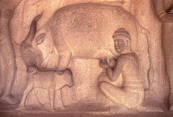 Milking the Cow, Krishnmandapam, 5th century (carved granite)  od 
