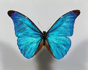 Morpho rhetenor.