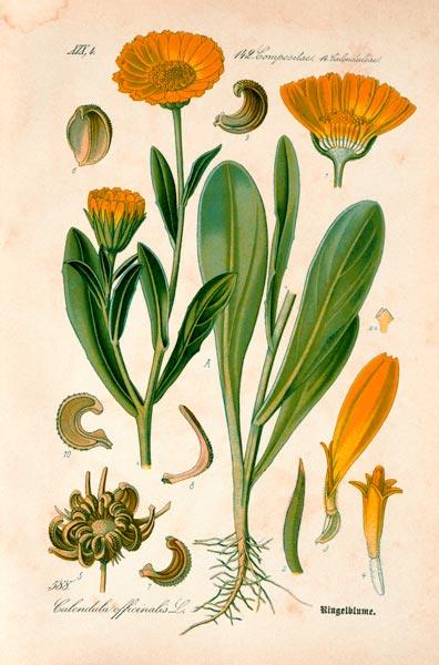 Marigold / from: THome s Flora von ...