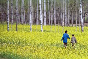 Mustard flowers sarson carpet valley winter recedes to higher mountains (photo) 