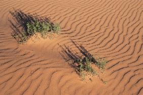 Pattern of sand in red coral (photo) 