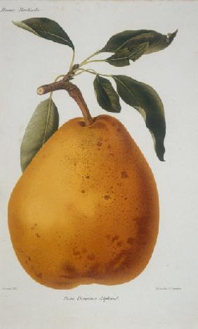 Pear / Poire Directeur Alphand / Lithog.