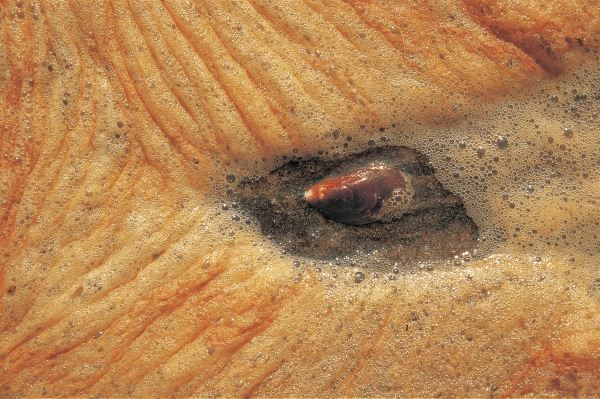 Reeds foam because of surrounding red earth cliffs, high tide waters (photo)  od 