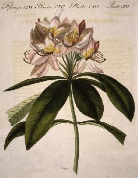 Rhododendron / aus Bertuch 1809