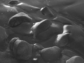 Rock on wet sand (b/w photo) 