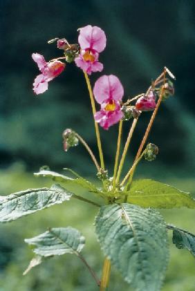 Royle''s Snapweed Balsam (Impatiens glandulifera) (photo) 