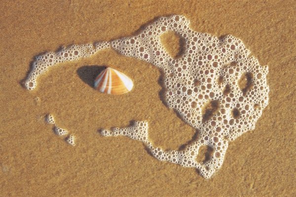 Sea foam and shell on sand near Vishakapatnam (photo)  od 