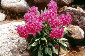 Smith''s Primrose (Primula atrodentata) (photo) 