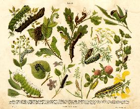 Table illustrating some insect larvae