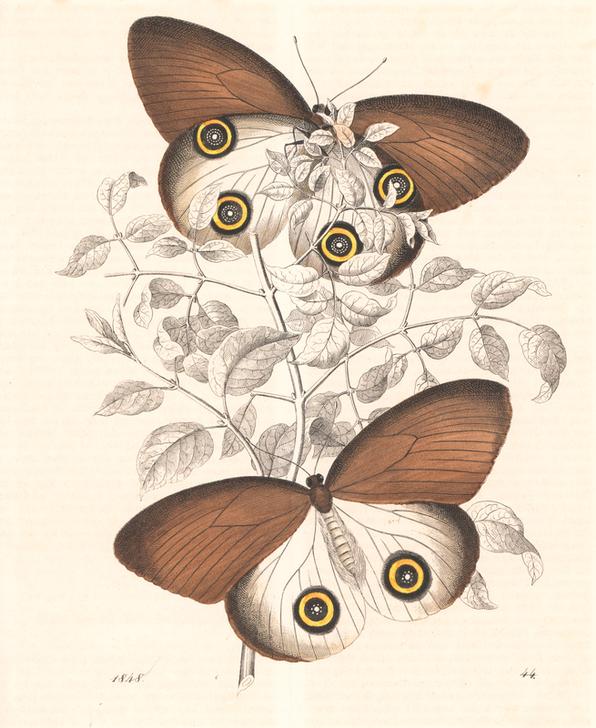 Taenaris urania butterfly (previously Papilio jairus) od 