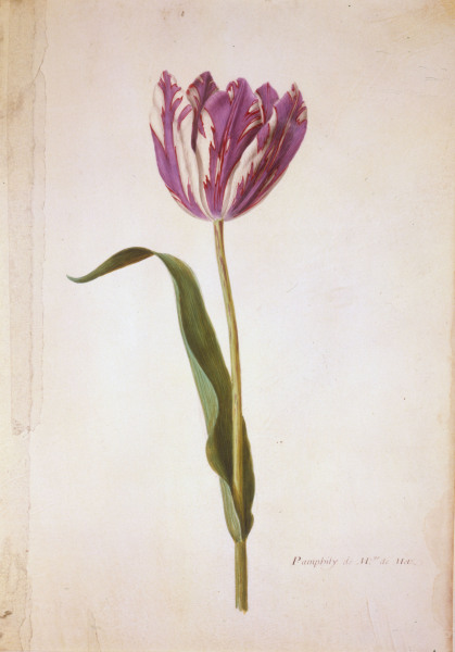 Tulip / Miniature by Nicolas Robert od 