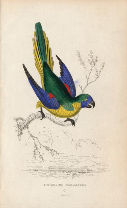Turquoise parrot, Neophema pulchella. Turkosine parrakeet od 