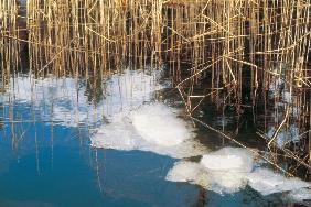 Winter snow and dry grass in Puddle reflecting clouds, St Moritz (photo) 