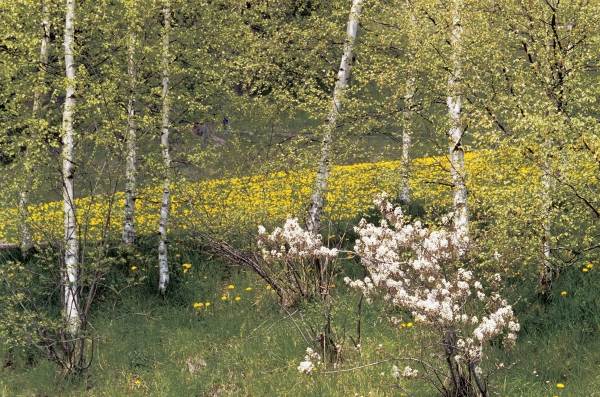 Wild flowers, Disentis (photo)  od 